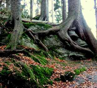 Die Wurzeln umwuchern den Felsen