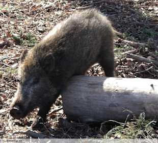 Berg Tierpark in Blindham (Aying)