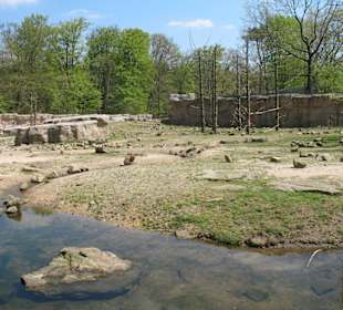 Affeninsel
