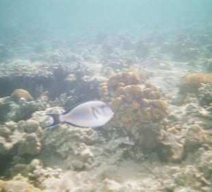 Drückerfisch am Hotelriff