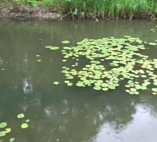 Forellenbächle Glacis Park