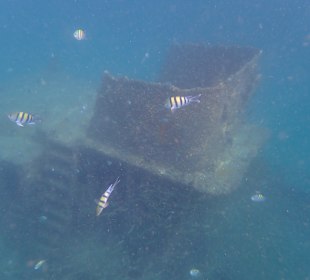 Unterwasserwelt Musandam