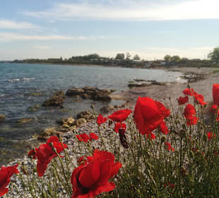 Strand Shabla 