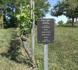 Weinlehrpfad Wurmlingen