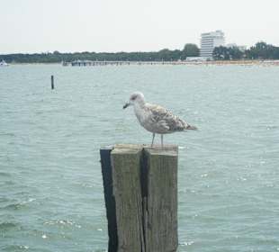 Möwe/Strand