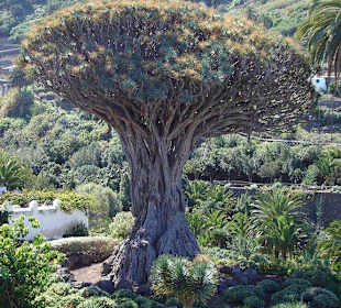 Großaufnahme Baum