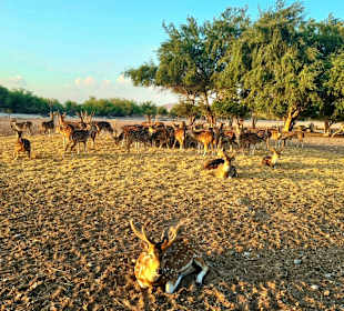 Arabian Wildlife Park