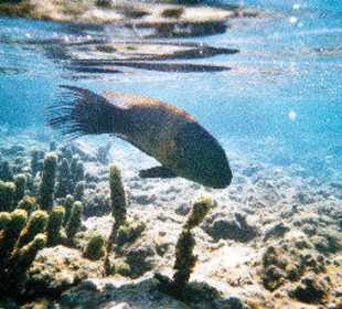 Schnorcheln Hausriff