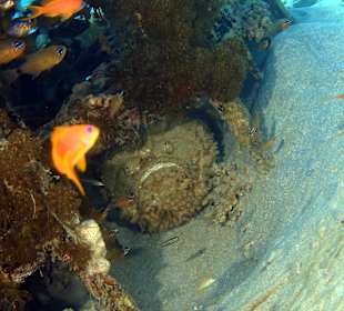 Schnorcheln Makadi Bay