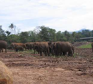 Elefantenwaisenhaus