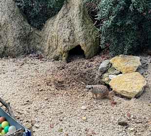 Tiergarten Straubing