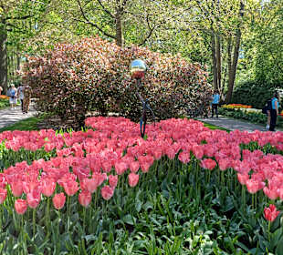 Keukenhof