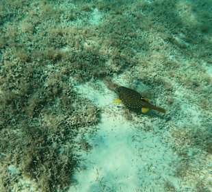 Schnorcheln Makadi Bay 