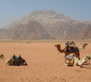 Umstieg von Auto auf Kamele ist möglich