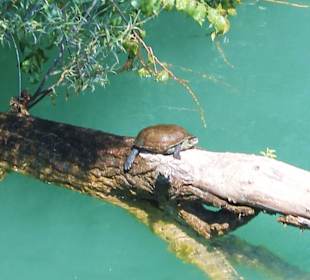 Manavgat-Fluss