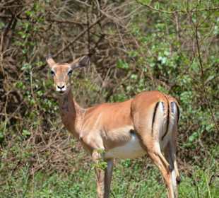 Ständige Beobachtung