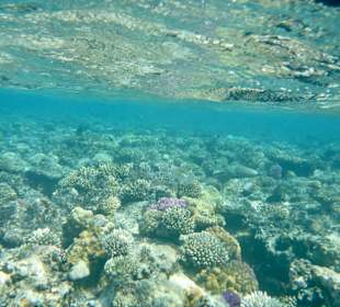 Schnorcheln Makadi Bay 