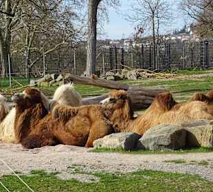 Wilhelma Stuttgart