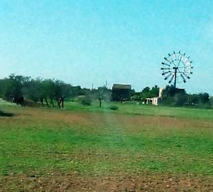 Windmühlen Lluchmayor / Llucmajor