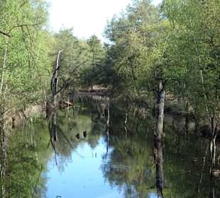 Aufgelassene Torfstiche im Pietzmoor