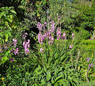 Eindrücke vom Rundgang durch Blandy´s Garden