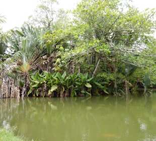 Botanischer Garten Pamplemousses