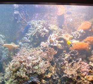 Aquarium