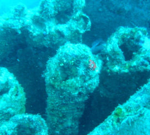 Wrack Tanja 5 