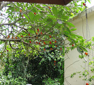 Mahé, Tom Bowers Sculpture Studio