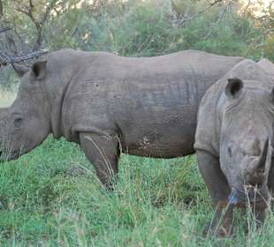 Breitmaul Rhino im River Lodge NP