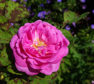 Impressionen aus dem Trostberger Rosengarten