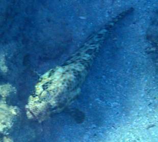 Das intakte Hausriff