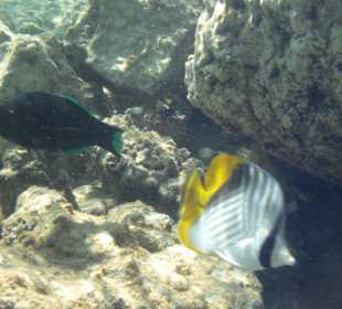 Riff Korallen - Hotel Citadel Azur Resort