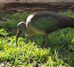 Stadtrundgang Jandia / Playa de Jandia