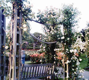 Queen Mary's Rosengarten im Regent's Park