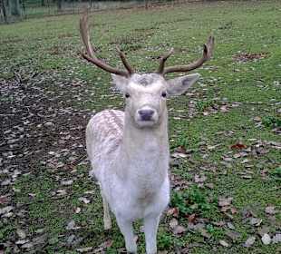 Wildtier Park Edersee