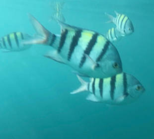 Schnorcheln Marsa Alam