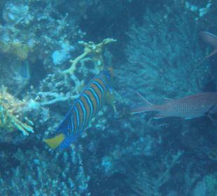 Pfauen - Kaiserfisch