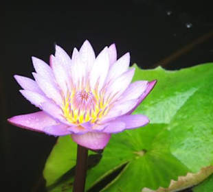 Nationalblume Blauer Lotos - Geführte Touren Astrid Tours Sr