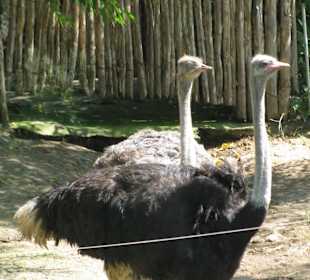 В зоопарке Бали