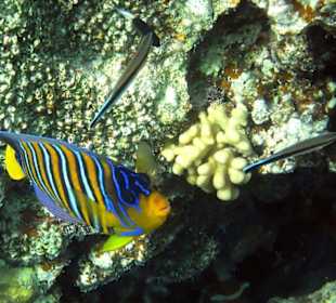 Pfauen-Kaiserfisch