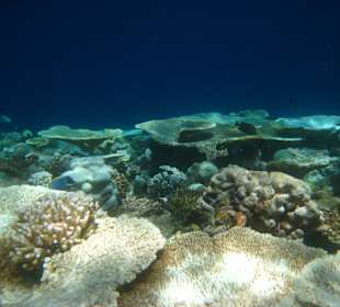 Riffkante von Kuramathi mit Korallen 