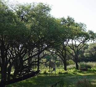 Disney's Animal Kingdom