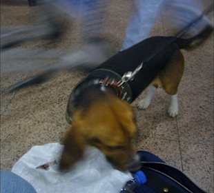 Ein Zollhund in Peking