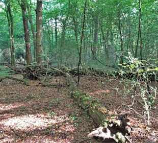 Eindrücke aus dem Neuenburger Urwald