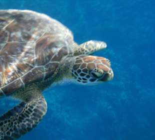 Auch Wasserschildkröten gibt es hier