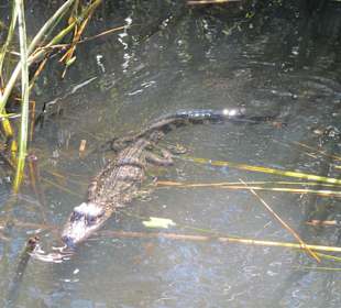 Unser "größter" Alligator