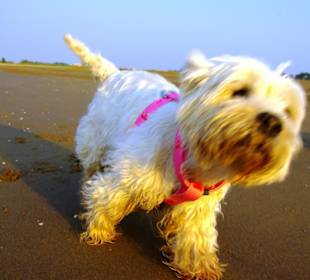 Der Hundestrand dei Pini