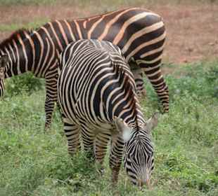 Zebras