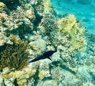 Schnorcheln Marsa Alam